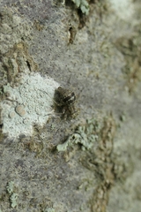 Mesopsocus immunis