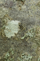 Mesopsocus immunis