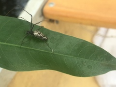 Tetragnatha elongata