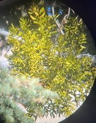 Phoradendron pauciflorum