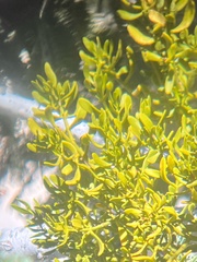 Phoradendron pauciflorum