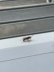 Sphictostethus nitidus