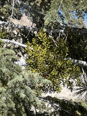 Phoradendron pauciflorum