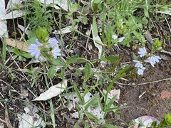 Scaevola albida