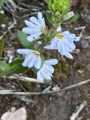 Scaevola albida