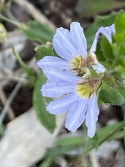 Scaevola albida