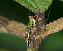 Scaria