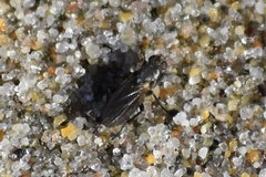 Fucellia