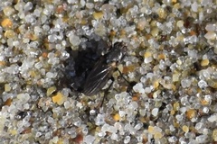 Fucellia