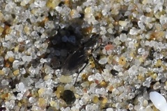 Fucellia