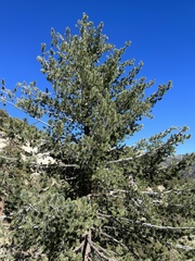 Pinus flexilis