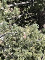 Pinus flexilis