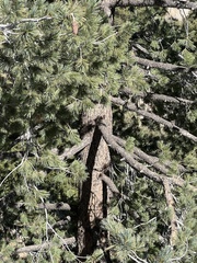 Pinus flexilis