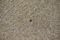 Fucellia