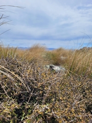 Coprosma cheesemanii