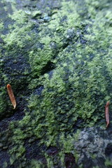 Charophyta