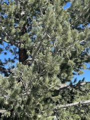 Pinus flexilis
