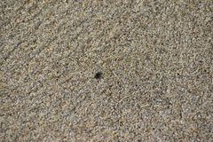 Fucellia