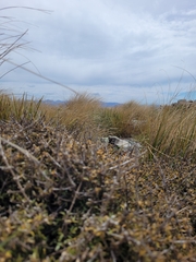 Coprosma cheesemanii