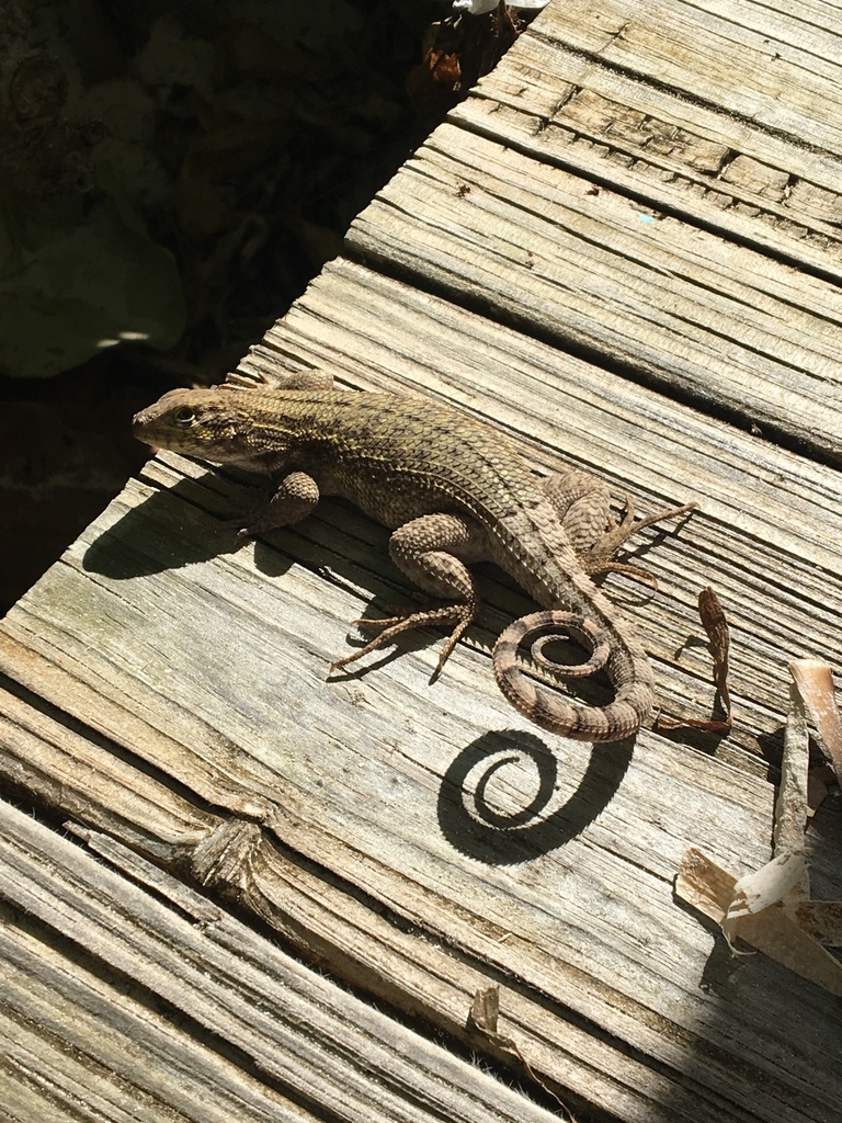 Northern Curly-tailed Lizard from Jamaica, Kingston, Surrey County, JM ...