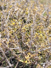 Coprosma cheesemanii