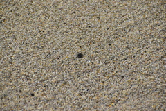 Fucellia