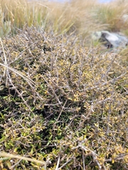 Coprosma cheesemanii