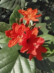 Cordia sebestena