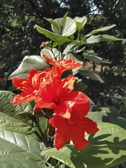 Cordia sebestena