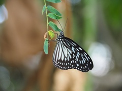 Ideopsis juventa