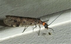 Archichauliodes guttiferus