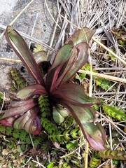 Gentianaceae