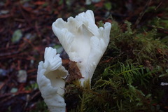 Pleurocybella porrigens