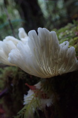 Pleurocybella porrigens