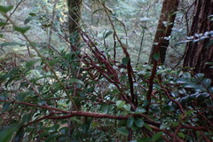 Calyptospora columnaris