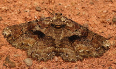 Paradromulia ambigua