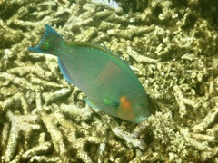 Scarus rivulatus