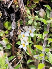 Pimelea oreophila
