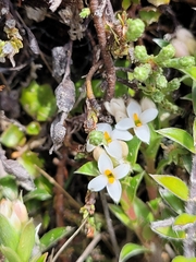 Pimelea oreophila