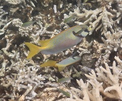 Siganus doliatus
