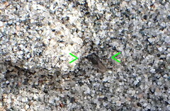 Orygma luctuosum