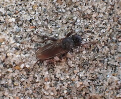 Orygma luctuosum