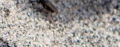 Orygma luctuosum