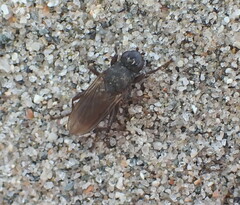 Orygma luctuosum