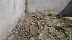 Takydromus septentrionalis