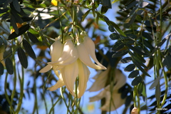Sesbania formosa