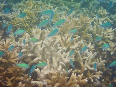 Chromis viridis
