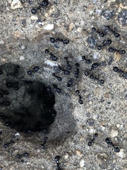 Veromessor pergandei