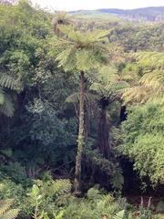 Cyathea cunninghamii