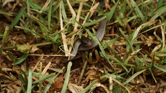 Crotaphopeltis hotamboeia